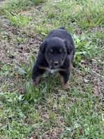 Pup 7, a female Australian Shepherd for sale in Spotsylvania, VA – Photo 5 of 8