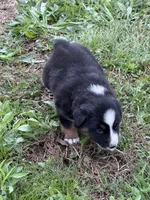 Pup 7, a female Australian Shepherd for sale in Spotsylvania, VA – Photo 2 of 8
