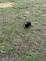 Pup 7, a female Australian Shepherd for sale in Spotsylvania, VA – Photo 8 of 8