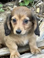 Pup 1, a male Miniature Dachshund for sale in Spotsylvania, VA – 2 of 4