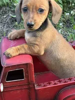 Pup 2, a female Miniature Dachshund for sale in Spotsylvania, VA – 2 of 4