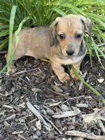 Pup 3, a male Miniature Dachshund for sale in Spotsylvania, VA – 3 of 3