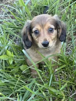 Pup 1, a male Miniature Dachshund for sale in Spotsylvania, VA – 3 of 4
