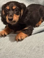 Friend , a male Miniature Dachshund for sale in Spotsylvania, VA – 4 of 4