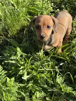 Pup 2, a female Miniature Dachshund for sale in Spotsylvania, VA – 3 of 4