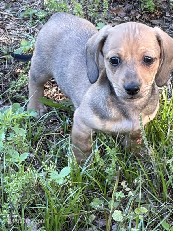 Pup 3 – Miniature Dachshund puppy for sale in Spotsylvania, VA
