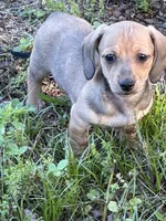 Pup 3, a male Miniature Dachshund for sale in Spotsylvania, VA – 1 of 3