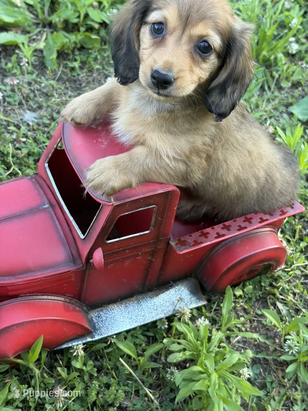 Pup 1 – Miniature Dachshund puppy for sale in Spotsylvania, VA