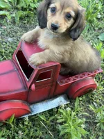Pup 1, a male Miniature Dachshund for sale in Spotsylvania, VA – 1 of 4