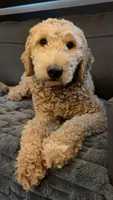 Myles, a male Goldendoodle for sale in Alfred, ME – 3 of 4