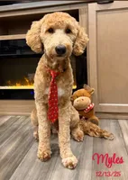 Myles, a male Goldendoodle for sale in Alfred, ME – 2 of 4