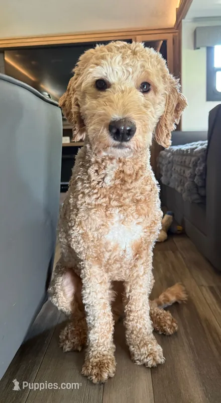 Myles – Goldendoodle puppy for sale in Alfred, ME