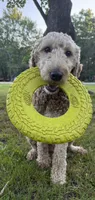 Myles, a male Goldendoodle for sale in Alfred, ME – 4 of 4