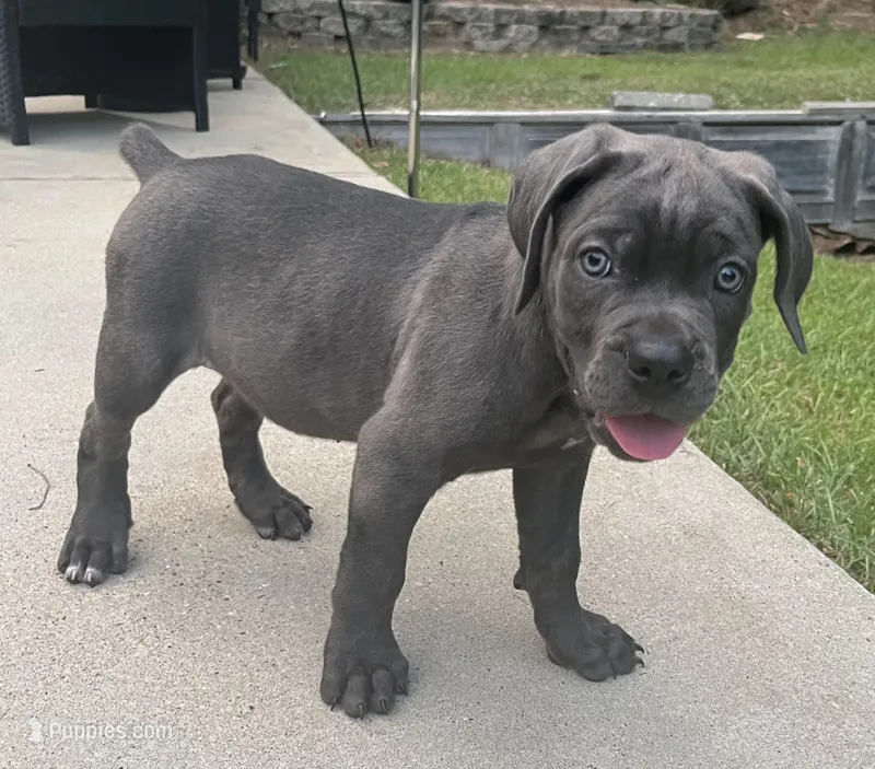 Muffin – Cane Corso puppy for sale in Lucedale, MS