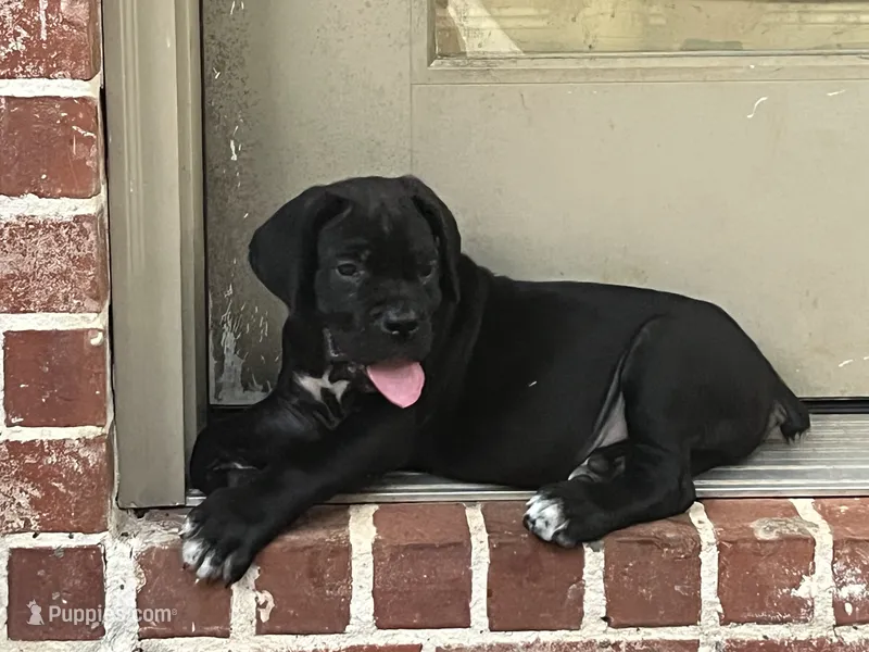 Biscuit  – Cane Corso puppy for sale in Lucedale, MS