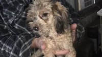 Frenchie, a male Australian Shepherd and Poodle - Miniature  for sale in Milton, WI – 3 of 4