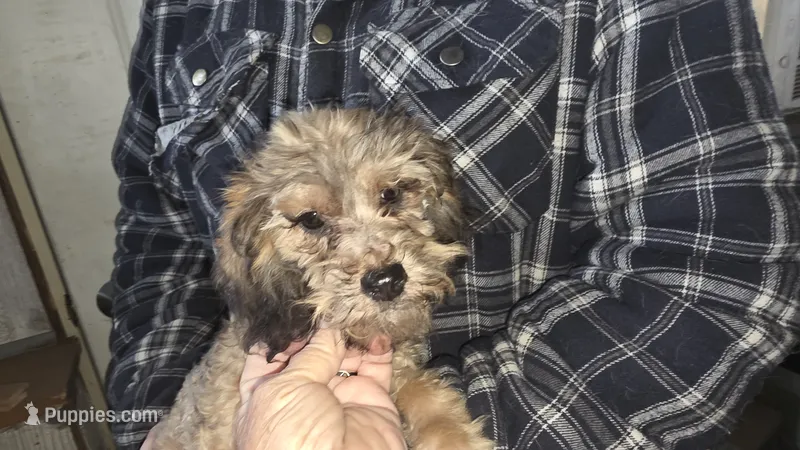 Frenchie – Australian Shepherd, Poodle - Miniature  puppy for sale in Milton, WI