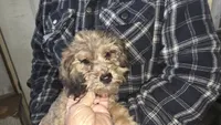 Frenchie, a male Australian Shepherd and Poodle - Miniature  for sale in Milton, WI – 1 of 4