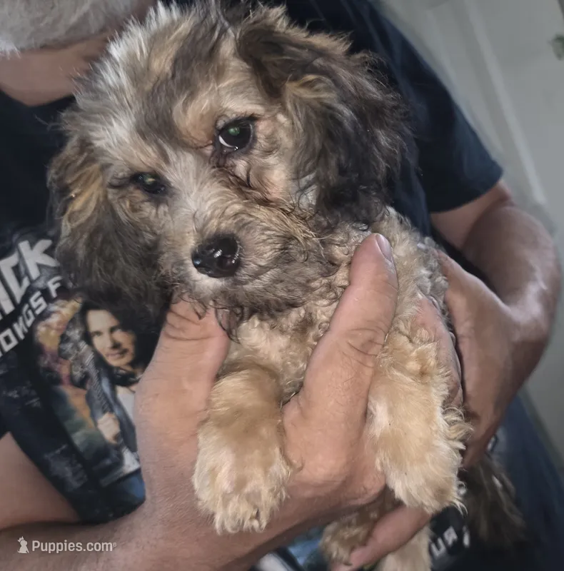 Frenchie – Australian Shepherd, Poodle - Miniature  puppy for sale in Milton, WI