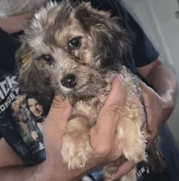 Frenchie, a male Australian Shepherd and Poodle - Miniature  for sale in Milton, WI – 2 of 4