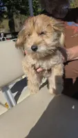 SWEETHEART , a female Cairn Terrier and Poodle - Miniature  for sale in Milton, WI – 4 of 5