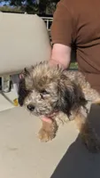 Frenchie, a male Australian Shepherd and Poodle - Miniature  for sale in Milton, WI – 4 of 4