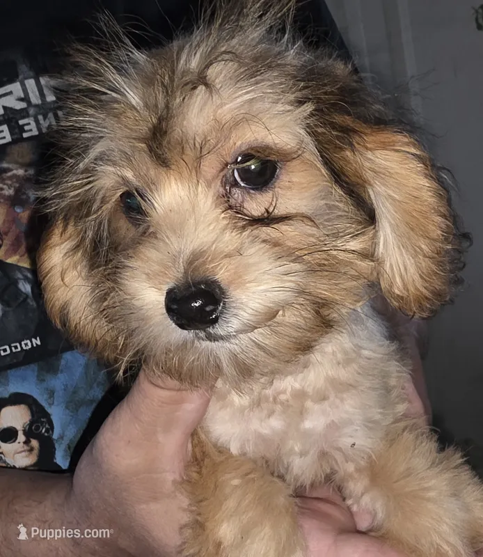 SWEETHEART  – Cairn Terrier, Poodle - Miniature  puppy for sale in Milton, WI