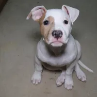 Angel, a female American Bully for sale in Virginia Beach, VA – Photo 1 of 10