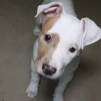 Angel, a female American Bully for sale in Virginia Beach, VA – Photo 4 of 10