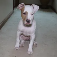 Angel, a female American Bully for sale in Virginia Beach, VA – Photo 9 of 10