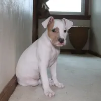 Angel, a female American Bully for sale in Virginia Beach, VA – Photo 7 of 10