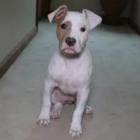 Angel, a female American Bully for sale in Virginia Beach, VA – Photo 10 of 10