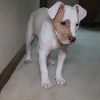 Angel, a female American Bully for sale in Virginia Beach, VA – Photo 8 of 10