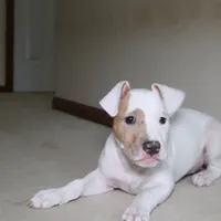 Angel, a female American Bully for sale in Virginia Beach, VA – Photo 6 of 10