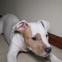 Angel, a female American Bully for sale in Virginia Beach, VA – Photo 5 of 10