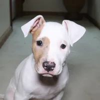 Angel, a female American Bully for sale in Virginia Beach, VA – Photo 2 of 10