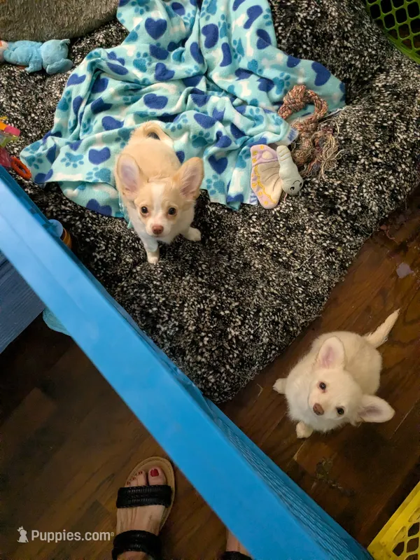 Hoss – Chihuahua puppy for sale in Greenwood, IN