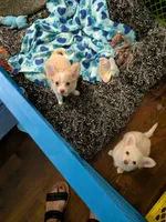 Hoss, a male Chihuahua for sale in Greenwood, IN – 1 of 10