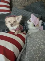 Hoss, a male Chihuahua for sale in Greenwood, IN – 6 of 7