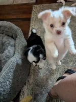Hoss, a male Chihuahua for sale in Greenwood, IN – 3 of 7