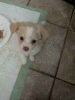 Hoss, a male Chihuahua for sale in Greenwood, IN – 4 of 7