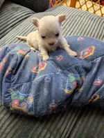 Tito, a male Chihuahua for sale in Greenwood, IN – 4 of 8