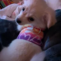 Chanel, a female Chihuahua for sale in Greenwood, IN – Photo 3 of 7