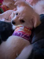 Chanel, a female Chihuahua for sale in Greenwood, IN – Photo 3 of 7