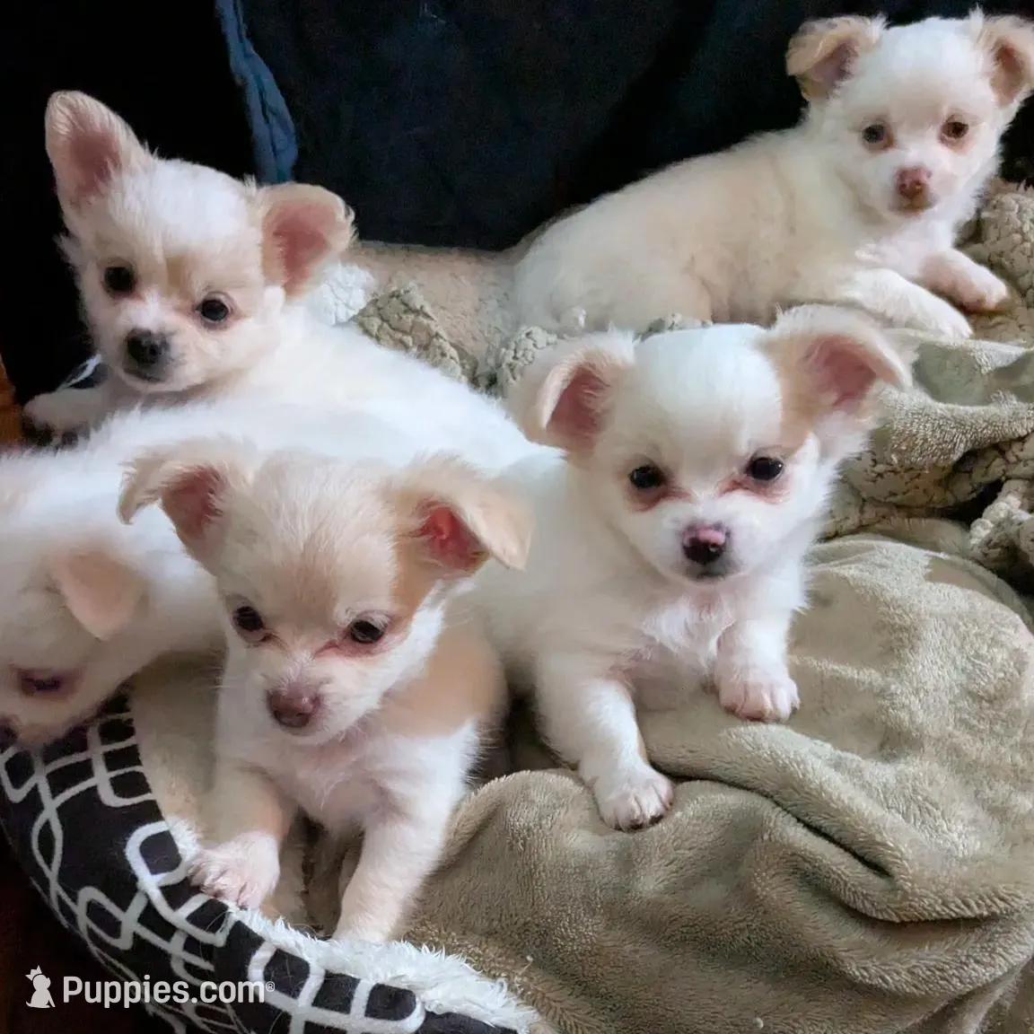 Chanel, a female Chihuahua for sale in Greenwood, IN – Photo 5 of 7