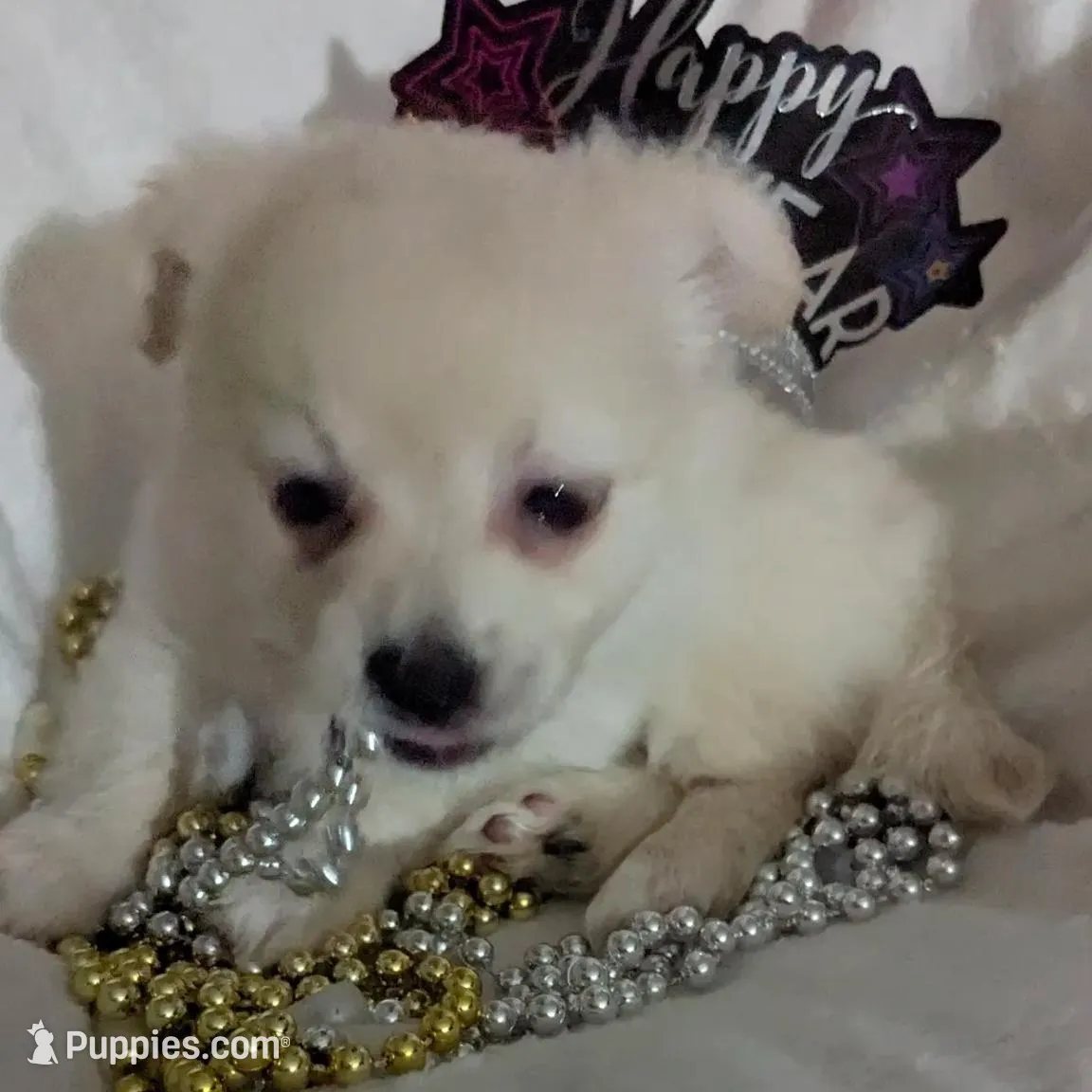 Chanel, a female Chihuahua for sale in Greenwood, IN – Photo 7 of 7