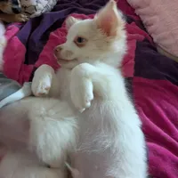 Chanel, a female Chihuahua for sale in Greenwood, IN – Photo 4 of 7