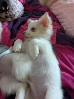 Chanel, a female Chihuahua for sale in Greenwood, IN – Photo 4 of 7