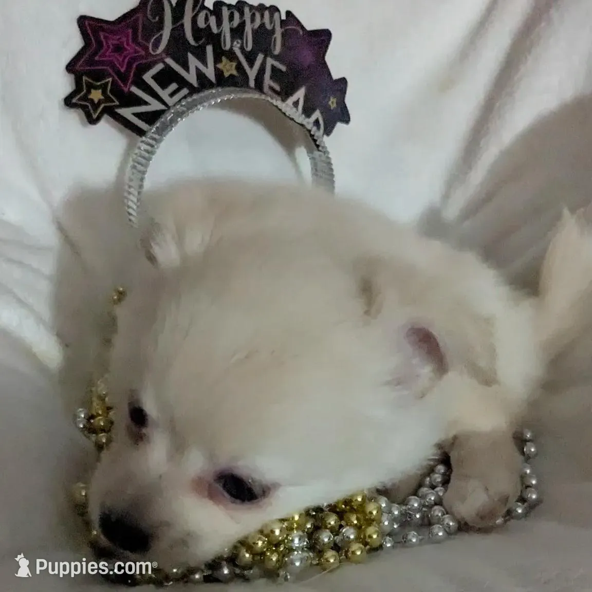 Chanel, a female Chihuahua for sale in Greenwood, IN – Photo 2 of 7