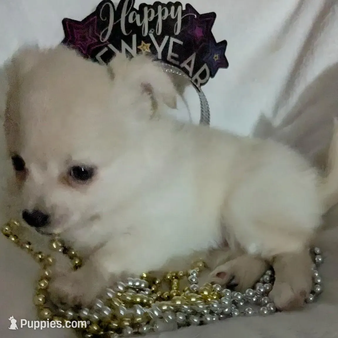 Chanel, a female Chihuahua for sale in Greenwood, IN – Photo 6 of 7